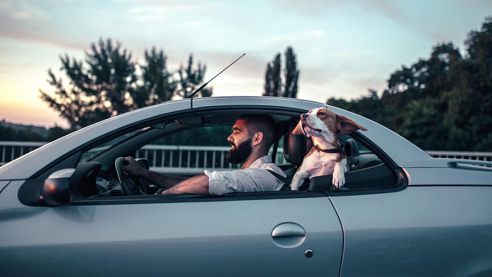 Un membre CAA-Québec roule dans sa voiture, pendant que son chien sort la tête à l’extérieur.